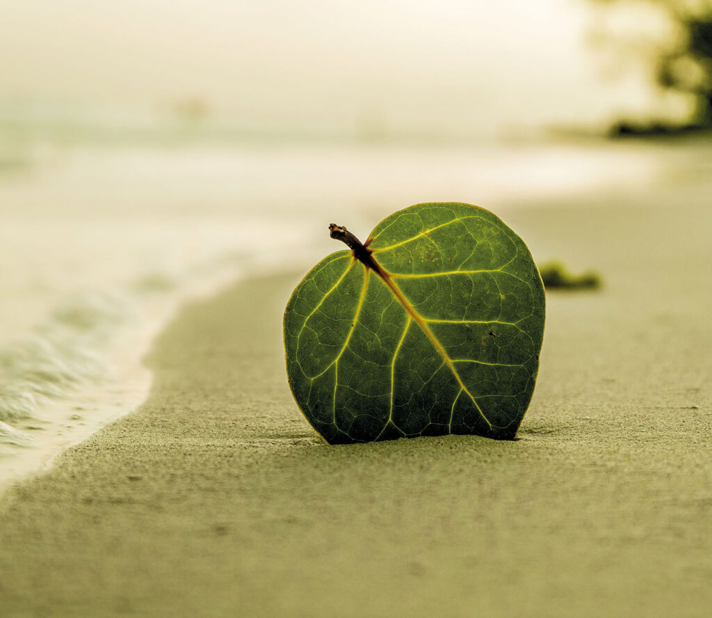 Szklana płyta ochronna na kuchenkę - plaża,liść