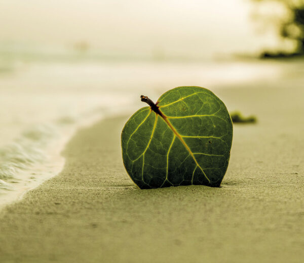 Szklana płyta ochronna na kuchenkę - plaża,liść