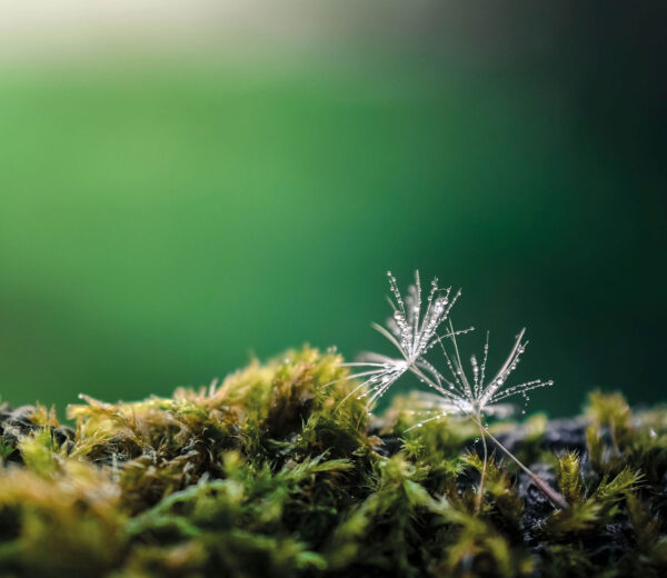 Szklana płyta ochronna na kuchenkę - natura