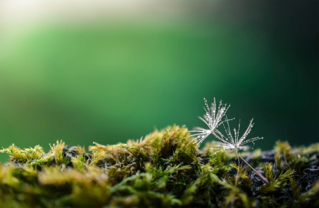 Szklana płyta ochronna na kuchenkę - natura